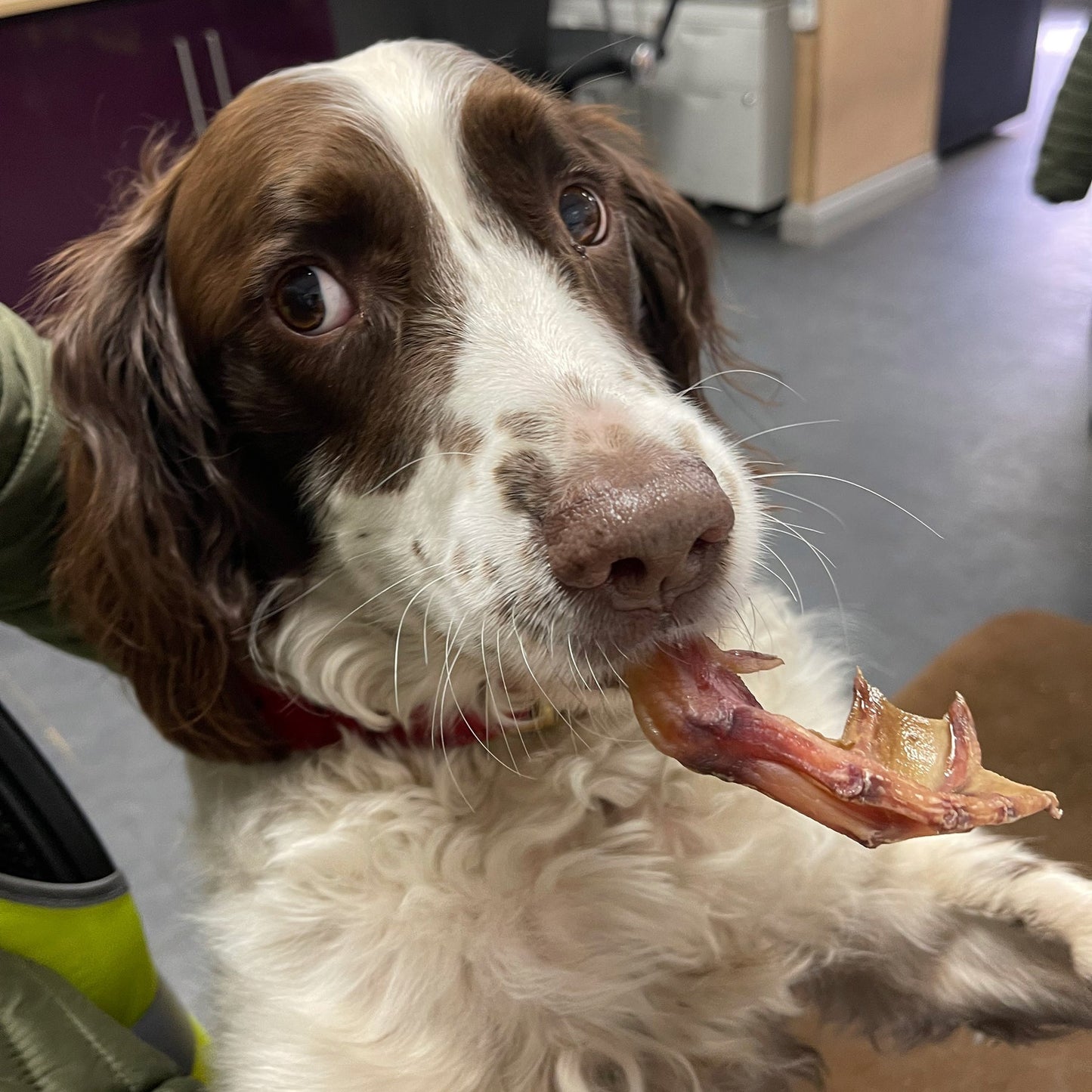Dried Duck Feet Treats