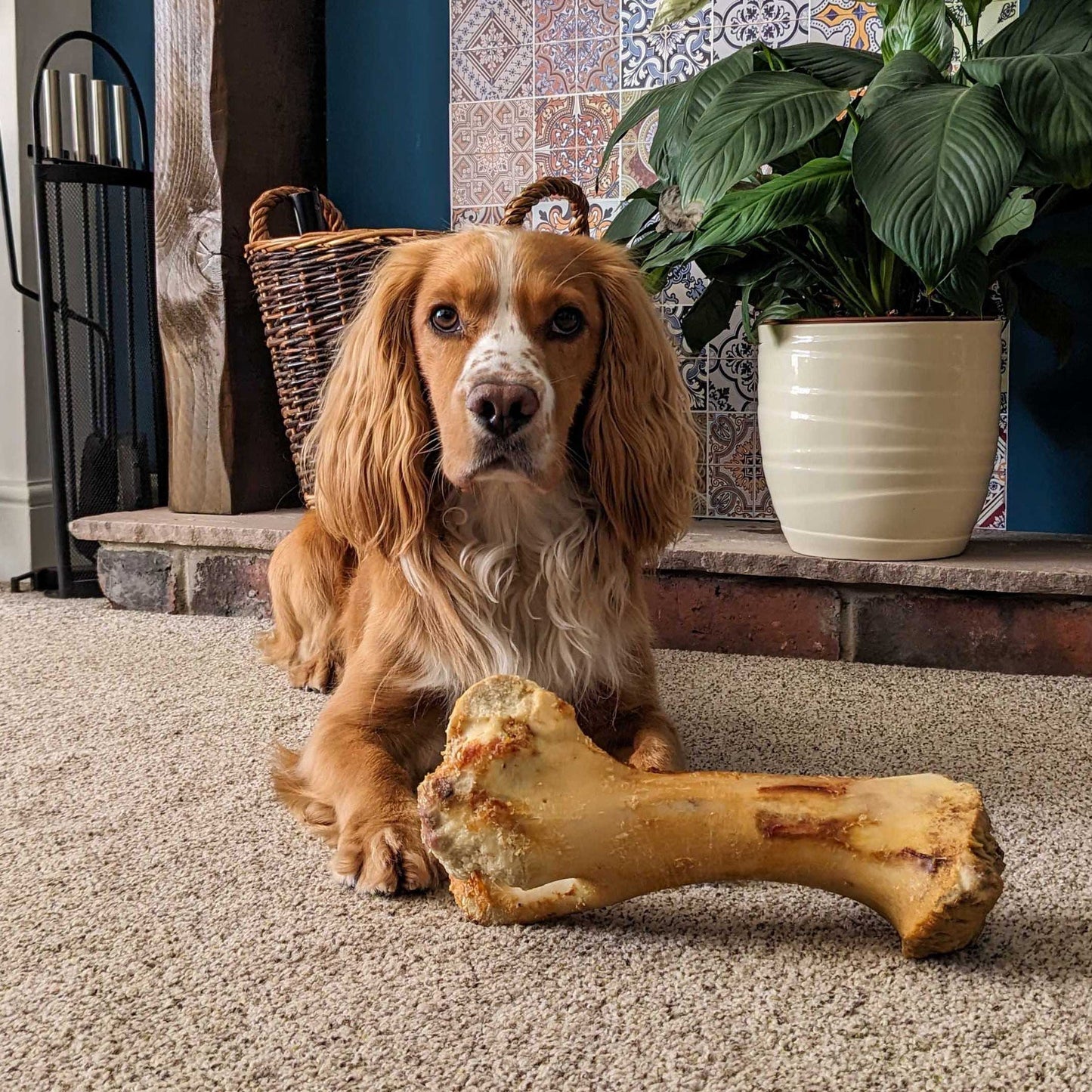 Roast Whole Bone Treats